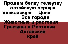 Продам белку телеутку алтайскую,черную кавказскую. › Цена ­ 5 000 - Все города Животные и растения » Грызуны и Рептилии   . Алтайский край